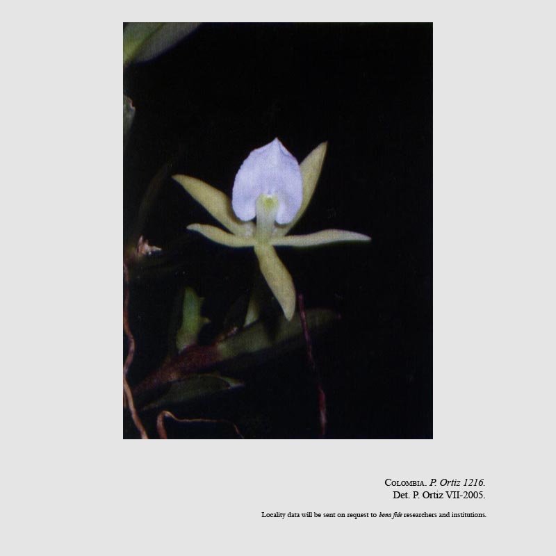 Epidendrum caeciliae
